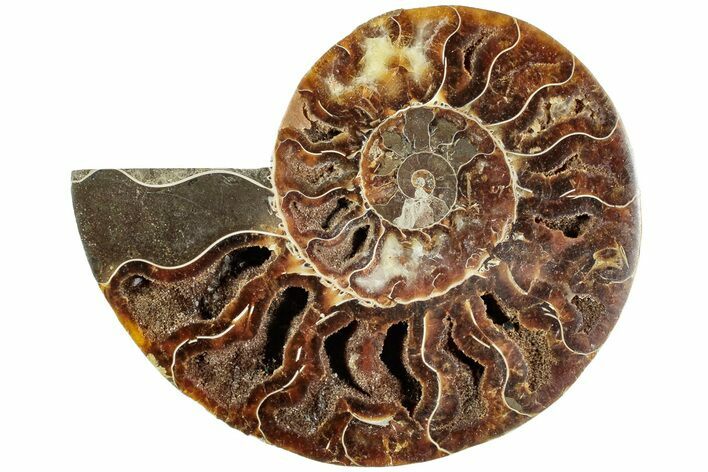 Cut & Polished Ammonite Fossil (Half) - Madagascar #230031